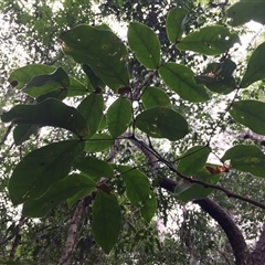 Archidendron hendersonii at Manoora, QLD - 28 Oct 2024