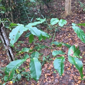 Archidendron hendersonii at Manoora, QLD - 28 Oct 2024