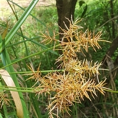 Cyperus lucidus (Leafy Flat Sedge) at Tyndale, NSW - 26 Oct 2024 by Topwood