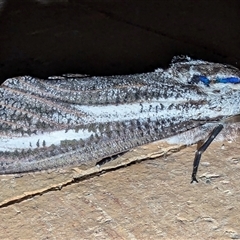 Endoxyla encalypti (Wattle Goat Moth) at Kalbarri, WA - 27 Oct 2024 by HelenCross