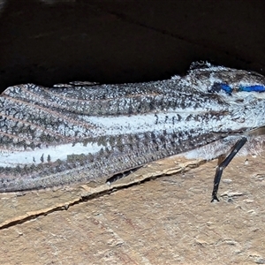 Endoxyla encalypti at Kalbarri, WA by HelenCross