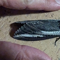 Endoxyla encalypti at Kalbarri, WA - 27 Oct 2024 01:23 AM