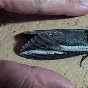 Endoxyla encalypti at Kalbarri, WA - 27 Oct 2024 01:23 AM