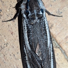 Endoxyla encalypti at Kalbarri, WA - 27 Oct 2024 01:23 AM