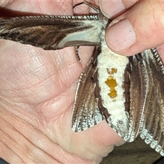 Endoxyla encalypti at Kalbarri, WA - 27 Oct 2024 01:23 AM