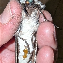 Endoxyla encalypti at Kalbarri, WA - 27 Oct 2024 01:23 AM