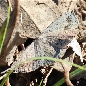 Unidentified Moth (Lepidoptera) at Wodonga, VIC by KylieWaldon