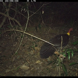 Alectura lathami at Lorne, NSW - 24 Oct 2024 04:06 PM