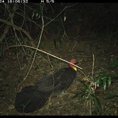 Alectura lathami at Lorne, NSW - 24 Oct 2024 04:06 PM