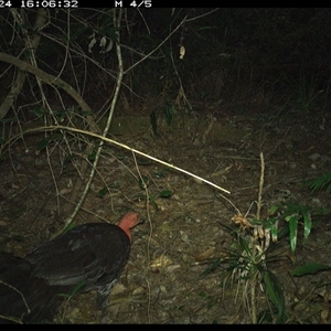 Alectura lathami at Lorne, NSW - 24 Oct 2024 04:06 PM