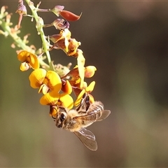 Apis mellifera (European honey bee) at Wodonga, VIC - 27 Oct 2024 by KylieWaldon