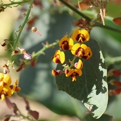 Daviesia latifolia (Hop Bitter-Pea) at Wodonga, VIC - 26 Oct 2024 by KylieWaldon