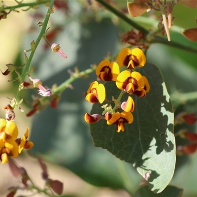 Daviesia latifolia (Hop Bitter-Pea) at Wodonga, VIC - 27 Oct 2024 by KylieWaldon