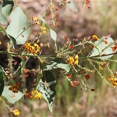 Daviesia latifolia at Wodonga, VIC - 27 Oct 2024