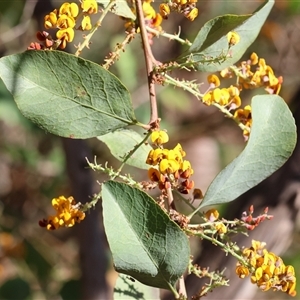 Daviesia latifolia at Wodonga, VIC - 27 Oct 2024 08:08 AM