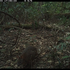 Thylogale thetis (Red-necked Pademelon) at Lorne, NSW - 23 Oct 2024 by Butlinz