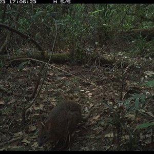 Thylogale thetis at Lorne, NSW - 23 Oct 2024 05:06 PM