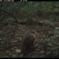 Thylogale thetis at Lorne, NSW - 23 Oct 2024 05:06 PM