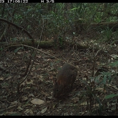 Thylogale thetis at Lorne, NSW - 23 Oct 2024