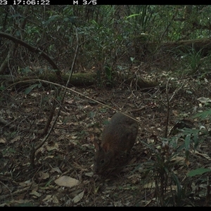 Thylogale thetis at Lorne, NSW - 23 Oct 2024 05:06 PM