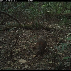 Thylogale thetis at Lorne, NSW - 23 Oct 2024 05:06 PM