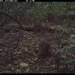 Thylogale thetis at Lorne, NSW - 23 Oct 2024 05:06 PM