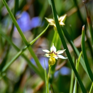 Sisyrinchium rosulatum at Throsby, ACT - 28 Oct 2024