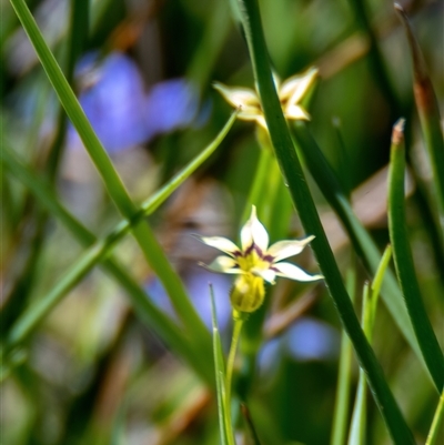 Sisyrinchium rosulatum (Scourweed) at Throsby, ACT - 28 Oct 2024 by Cmperman