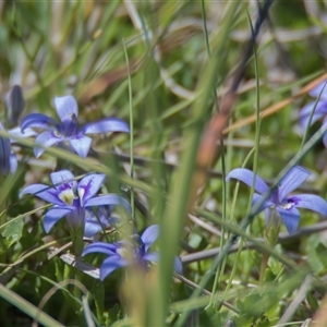 Isotoma fluviatilis subsp. australis at Throsby, ACT - 28 Oct 2024 01:38 PM