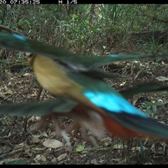 Pitta versicolor (Noisy Pitta) at Lorne, NSW - 20 Oct 2024 by Butlinz