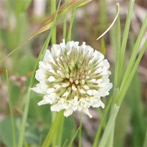 Trifolium repens at Pialligo, ACT - 27 Oct 2024