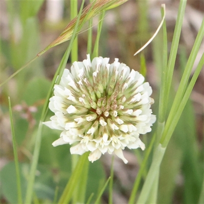 Trifolium repens (White Clover) at Pialligo, ACT - 27 Oct 2024 by ConBoekel