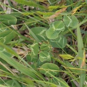 Trifolium repens at Pialligo, ACT - 27 Oct 2024