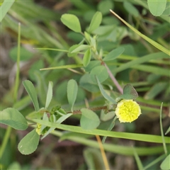 Trifolium campestre (Hop Clover) at Pialligo, ACT - 27 Oct 2024 by ConBoekel