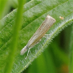 Culladia cuneiferellus (Crambinae moth) at Pialligo, ACT - 27 Oct 2024 by ConBoekel