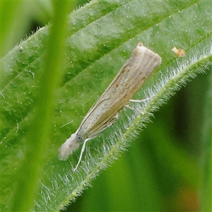 Culladia cuneiferellus at Pialligo, ACT - 27 Oct 2024