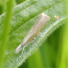 Culladia cuneiferellus at Pialligo, ACT - 27 Oct 2024