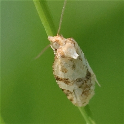 Merophyas divulsana (Lucerne Leafroller (Tortricinae, Archipini) at Pialligo, ACT - 27 Oct 2024 by ConBoekel