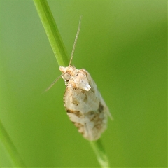 Merophyas divulsana at Pialligo, ACT - 27 Oct 2024 02:56 PM