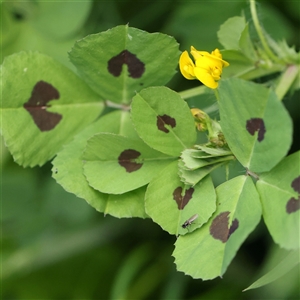 Medicago arabica at Pialligo, ACT - 27 Oct 2024