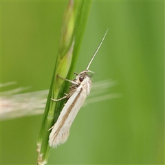 Philobota pilipes (A concealer moth) at Pialligo, ACT - 27 Oct 2024 by ConBoekel