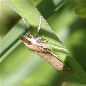 Eudonia cleodoralis at Pialligo, ACT - 27 Oct 2024 03:00 PM