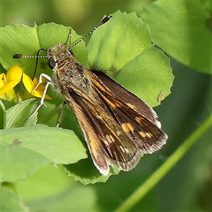 Taractrocera papyria at Pialligo, ACT - 27 Oct 2024