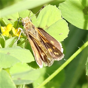 Taractrocera papyria at Pialligo, ACT - 27 Oct 2024