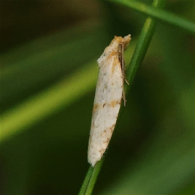 Merophyas divulsana (Lucerne Leafroller (Tortricinae, Archipini) at Pialligo, ACT - 27 Oct 2024 by ConBoekel