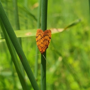 Unidentified Moth (Lepidoptera) at Tyndale, NSW by topwood