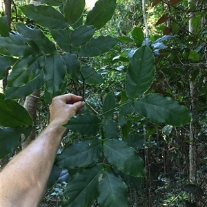 Archidendron hendersonii at Smithfield, QLD - 13 Aug 2024