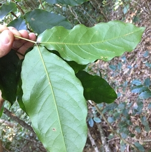 Archidendron hendersonii at Smithfield, QLD - 13 Aug 2024