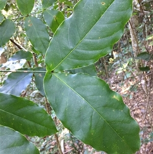 Archidendron hendersonii at Smithfield, QLD - 13 Aug 2024