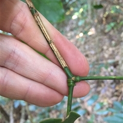 Archidendron hendersonii at Smithfield, QLD - 13 Aug 2024